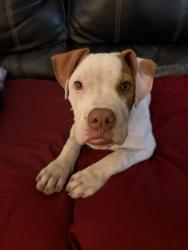 Found/Stray Female Dog last seen West Washington street, Charleston, WV 25302