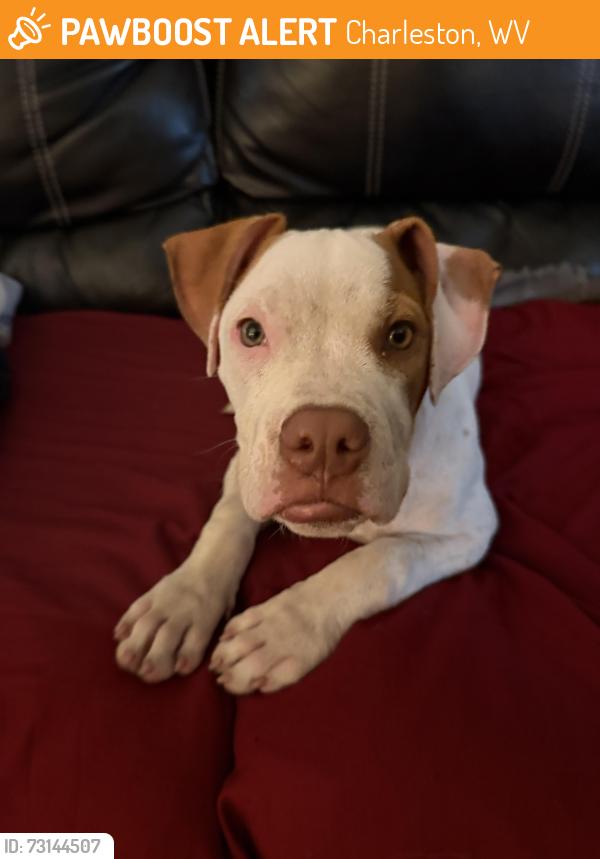 Found/Stray Female Dog last seen West Washington street, Charleston, WV 25302