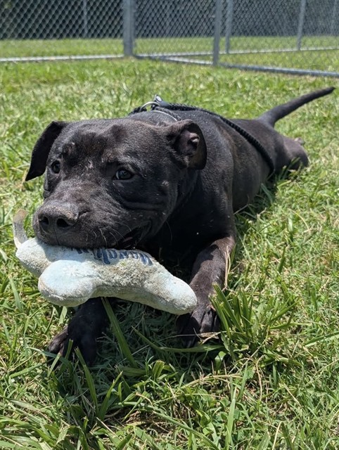 Shelter Stray Male Dog last seen Near BLOCK RIVER RD, 3528 Newburg Rd, Louisville, KY 40218, USA
