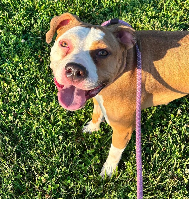 Shelter Stray Female Dog last seen Near BLOCK HONEYLORE CT, 3528 Newburg Rd, Louisville, KY 40218, USA
