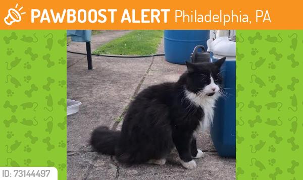Found/Stray Unknown Cat last seen Verree Road, Five Points, Quigs, Philadelphia, PA 19111