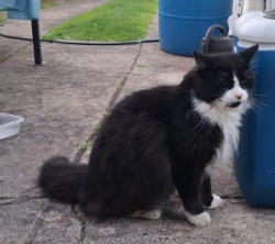 Found/Stray Unknown Cat last seen Verree Road, Five Points, Quigs, Philadelphia, PA 19111