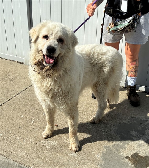 Shelter Stray Male Dog last seen Near BLOCK S 3RD ST, 3528 Newburg Rd, Louisville, KY 40218, USA