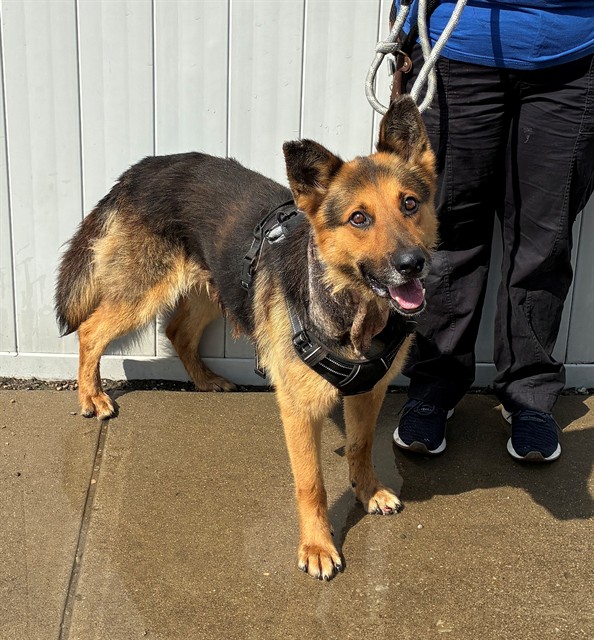 Shelter Stray Male Dog last seen Near BLOCK AMY AVE, 3528 Newburg Rd, Louisville, KY 40218, USA