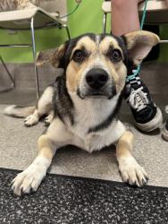Shelter Stray Male Dog last seen Near BLOCK EUCLID AVE, 3528 Newburg Rd, Louisville, KY 40218, USA
