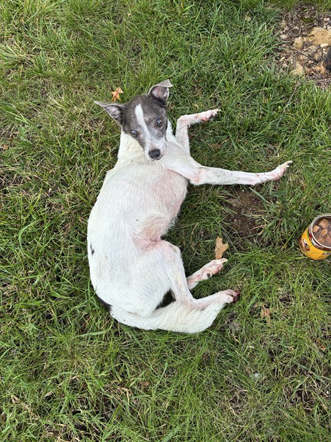 Shelter Stray Male Dog last seen Near BLOCK MAIZE CT, 3528 Newburg Rd, Louisville, KY 40218, USA
