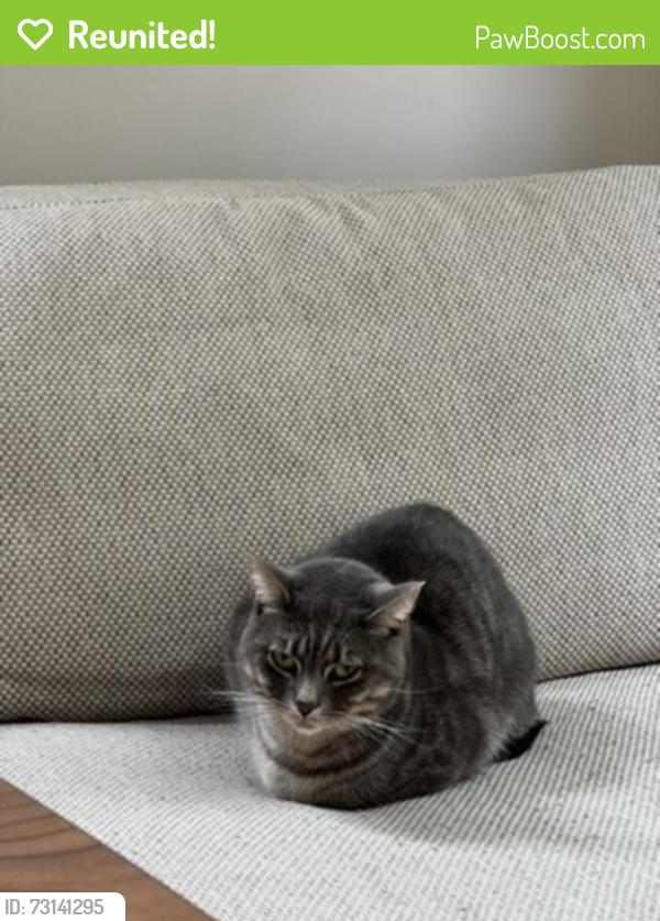 Reunited Male Cat last seen Oban St, Oban Lane, South Yarra, VIC 3141