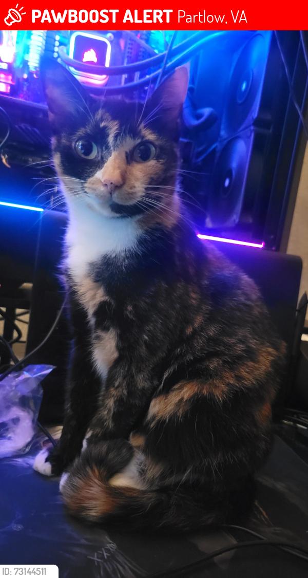 Lost Female Cat last seen Wallers rd, partlow, Partlow, VA 22534