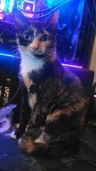 Lost Female Cat last seen Wallers rd, partlow, Partlow, VA 22534