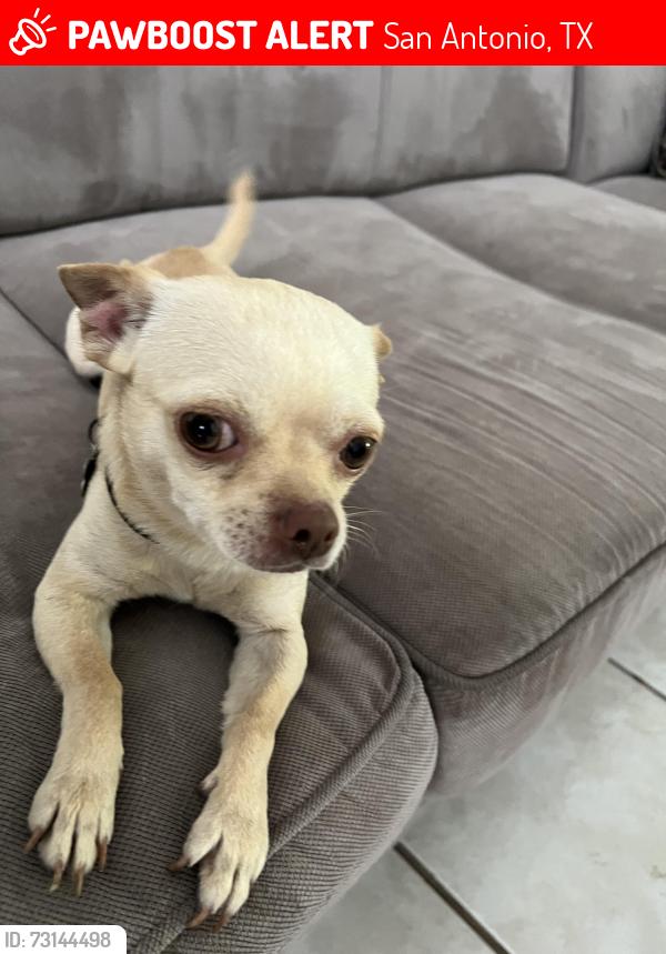 Lost Male Dog last seen Thousand Oaks, San Antonio, TX 78232