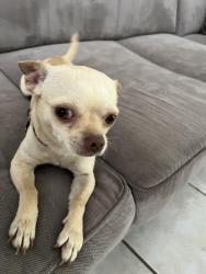 Lost Male Dog last seen Thousand Oaks, San Antonio, TX 78232