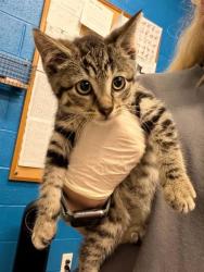Shelter Stray Male Cat last seen ST CHARLES CO, 4850 Mid Rivers Mall Dr, St Peters, MO 63376, USA