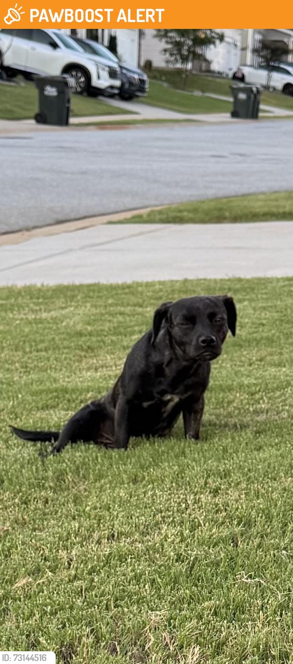 Found/Stray Unknown Dog last seen Dodd trail Harrington Community, Greenville County, SC 29605