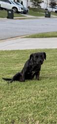 Found/Stray Unknown Dog last seen Dodd trail Harrington Community, Greenville County, SC 29605