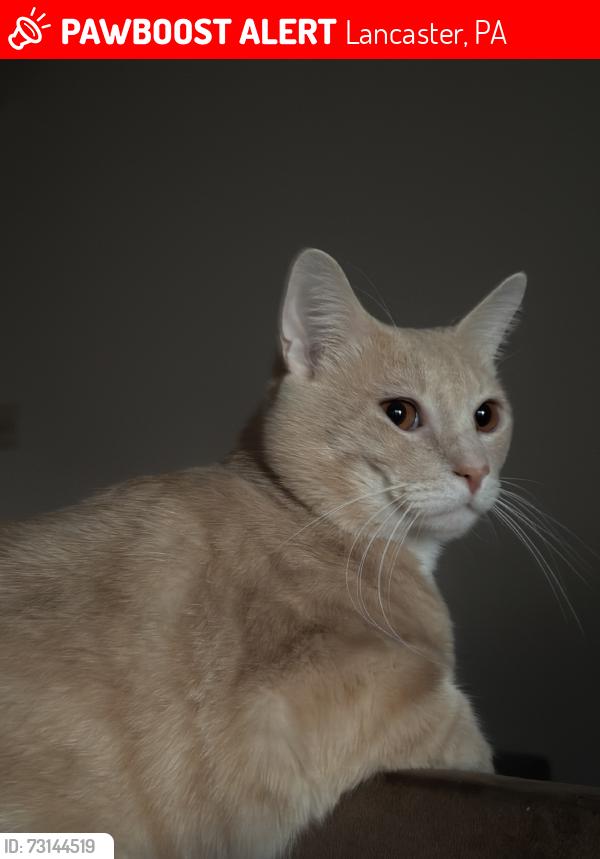 Lost Male Cat last seen Kentwood drive, Lancaster, PA 17601