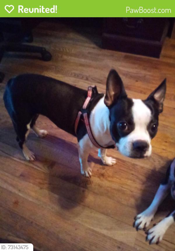 Reunited Female Dog last seen Shipetown Road and Daffodil Road, Mascot, TN 37806