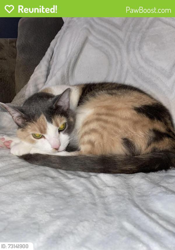 Reunited Female Cat last seen Salerno Dr, Oakdale, PA 15071