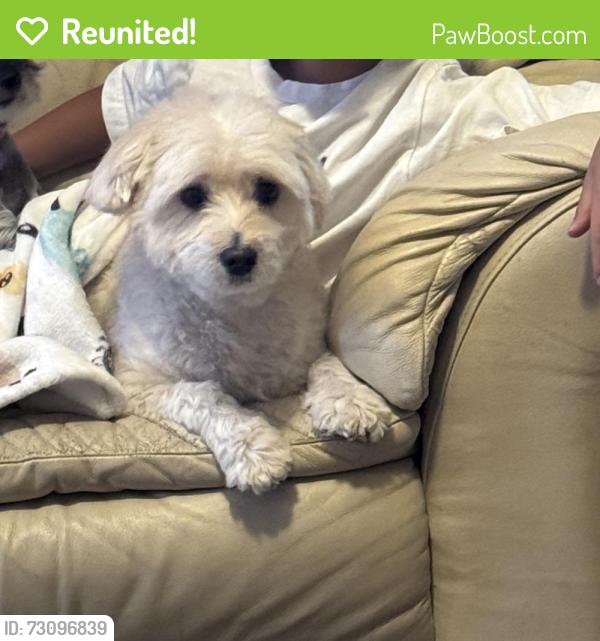 Reunited Female Dog last seen Charles Foster, Time Foster, El Paso, TX 79938
