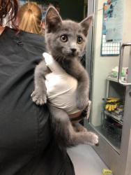 Shelter Stray Female Cat last seen Near BLOCK EL RANCHO CIR, HEMET CA 92545, 581 S Grand Ave, San Jacinto, CA 92582, USA