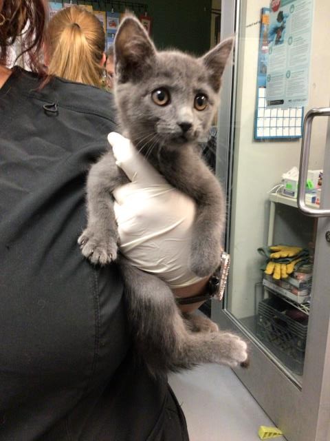 Shelter Stray Female Cat last seen Near BLOCK EL RANCHO CIR, HEMET CA 92545, 581 S Grand Ave, San Jacinto, CA 92582, USA
