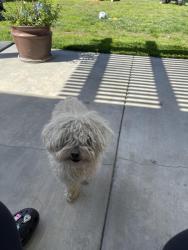 Lost Female Dog last seen Brant and canvasback, Fontana, CA 92336