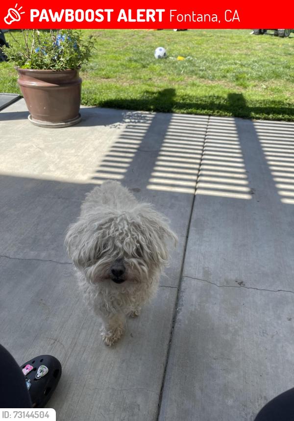 Lost Female Dog last seen Brant and canvasback, Fontana, CA 92336