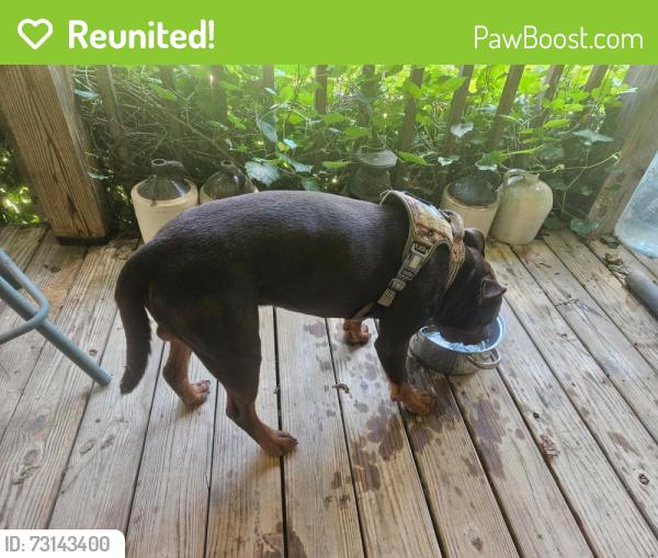 Reunited Unknown Dog last seen Bent Road and Kodak Way, Kodak, TN 37764