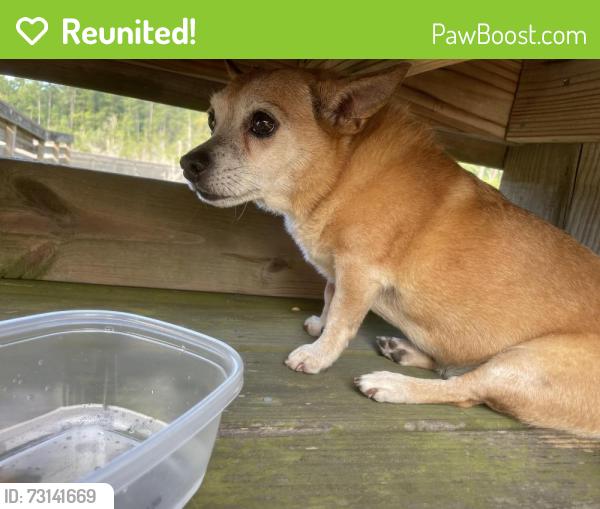 Reunited Female Dog last seen Out on the dock at Latham Whitehurst Nature Park, New Bern, NC 28560