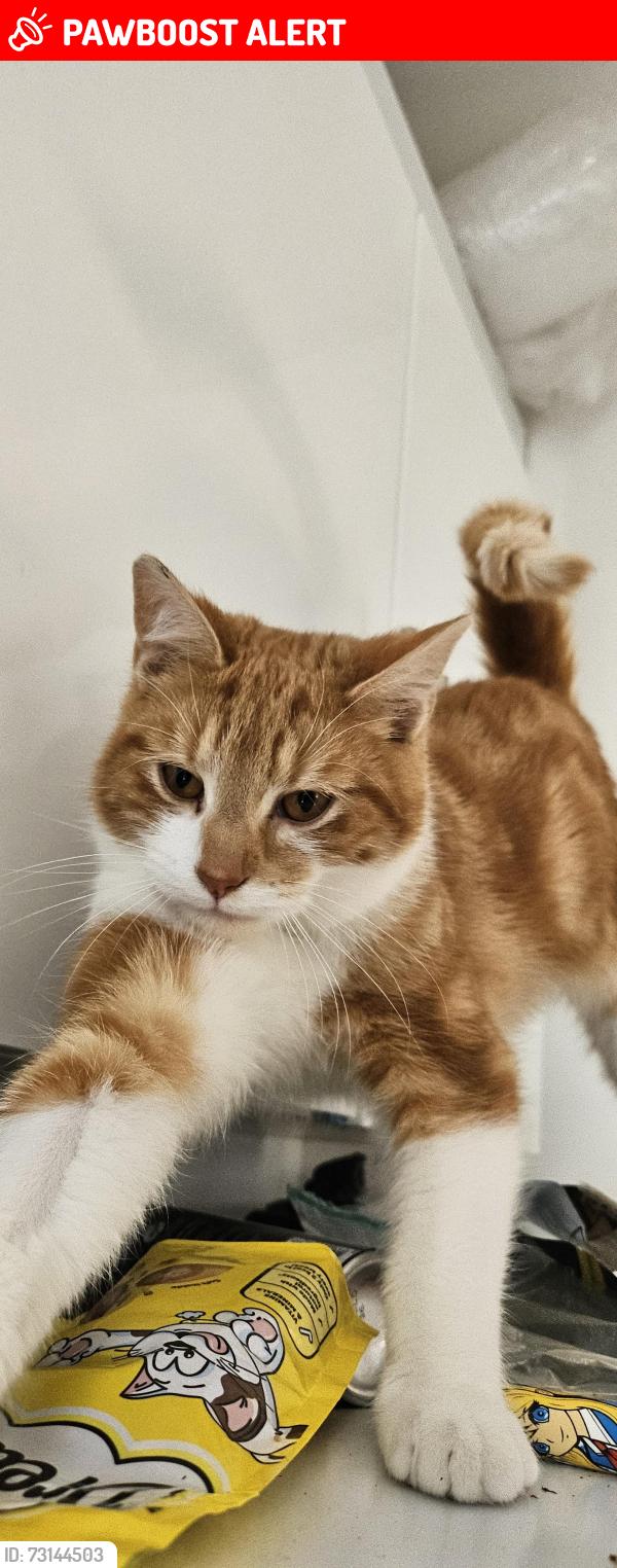 Lost Male Cat last seen M14 4EY, Greater Manchester, England M14 4EY