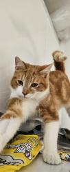 Lost Male Cat last seen M14 4EY, Greater Manchester, England M14 4EY