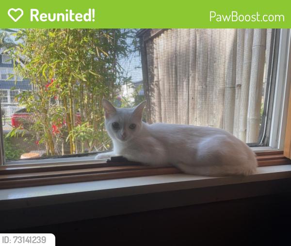 Reunited Female Cat last seen Huntington and Indianapolis, Huntington Beach, CA 92648