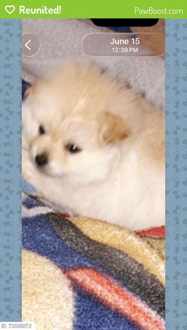 Reunited Male Dog last seen Versailles apmt, Hazel Crest, IL 60429