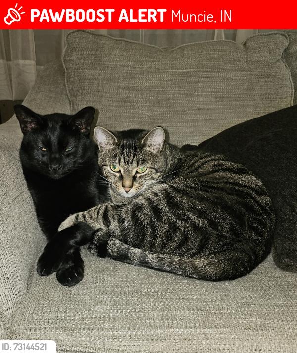 Lost Male Cat last seen MANSFIELD, Muncie, IN 47304