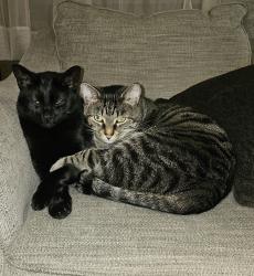 Lost Male Cat last seen MANSFIELD, Muncie, IN 47304