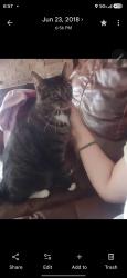 Reunited Male Cat last seen Overbrook Ln, Houston, TX 77077
