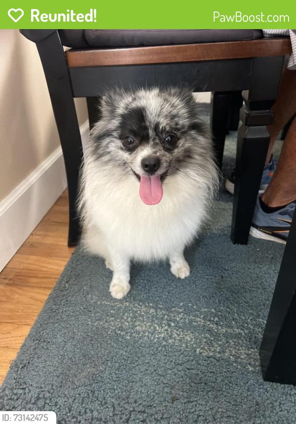 Reunited Male Dog last seen Ave C and Prisoect, Redondo Beach, CA 90277