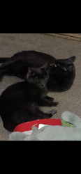 Lost Male Cat last seen Sandhurst and Averill, Lansing, MI 48911