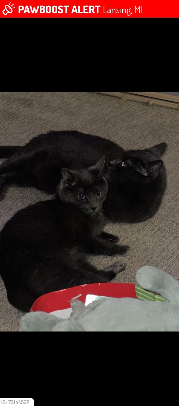 Lost Male Cat last seen Sandhurst and Averill, Lansing, MI 48911