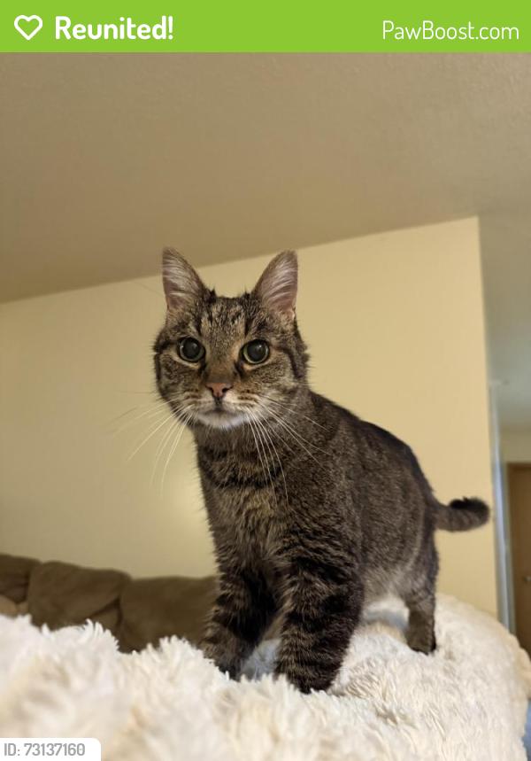 Reunited Male Cat last seen Adventureland Dr and 17th Ave, Altoona, IA 50009