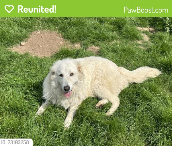 Reunited Female Dog last seen Adams & Alta, Reedley, CA 93654