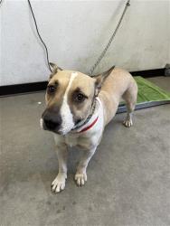 Shelter Stray Female Dog last seen Near BLOCK S LOTUS AVE, FRESNO CA 93706 5030, 5277 E Airways Blvd, Fresno, CA 93727, USA