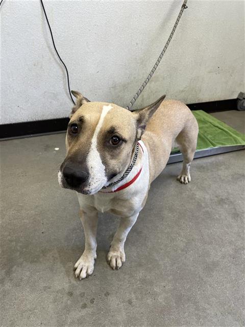 Shelter Stray Female Dog last seen Near BLOCK S LOTUS AVE, FRESNO CA 93706 5030, 5277 E Airways Blvd, Fresno, CA 93727, USA