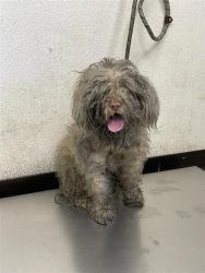 Shelter Stray Male Dog last seen Near BLOCK S ORANGE AVE, FRESNO CA 93725 1923, 5277 E Airways Blvd, Fresno, CA 93727, USA