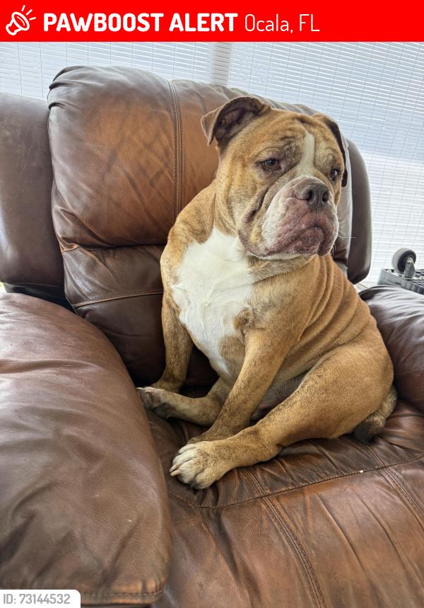 Lost Male Dog last seen Near SW 64th Street Rd Ocala, FL 34474 United States, Ocala, FL 34476