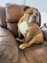 Lost Male Dog last seen Near SW 64th Street Rd Ocala, FL 34474 United States, Ocala, FL 34476