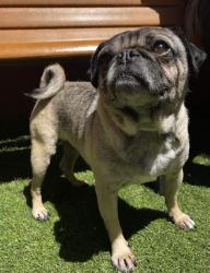 Shelter Stray Male Dog last seen PALOU@SILVER, 1419 Bryant St, San Francisco, CA 94103, USA