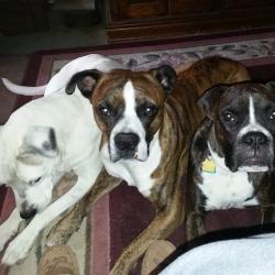 Reunited Male Dog last seen 44th and douglas, Oklahoma City, OK 73109