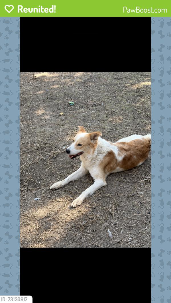 Reunited Male Dog last seen Chameleon dr, Killeen, TX 76549