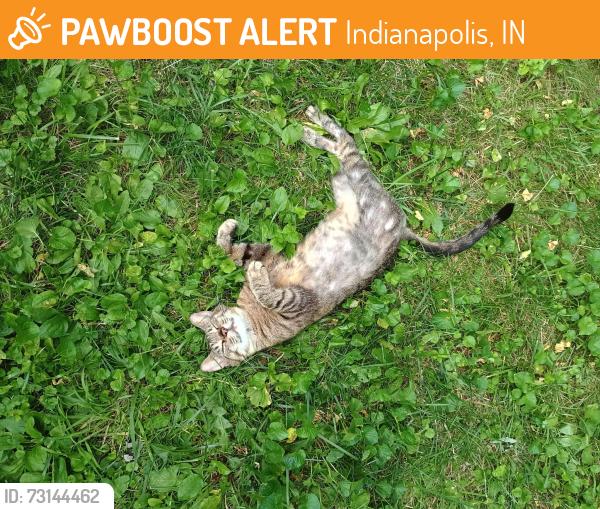 Found/Stray Female Cat last seen Holly Hills neighborhood off Snowflake near Poinsettia and Sherman, Indianapolis, IN 46227