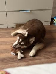 Found/Stray Male Dog last seen Bartholdi st, The Bronx, NY 10469
